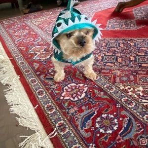 Meet your Posher, Dawn